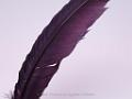 Feather color - Burgundy